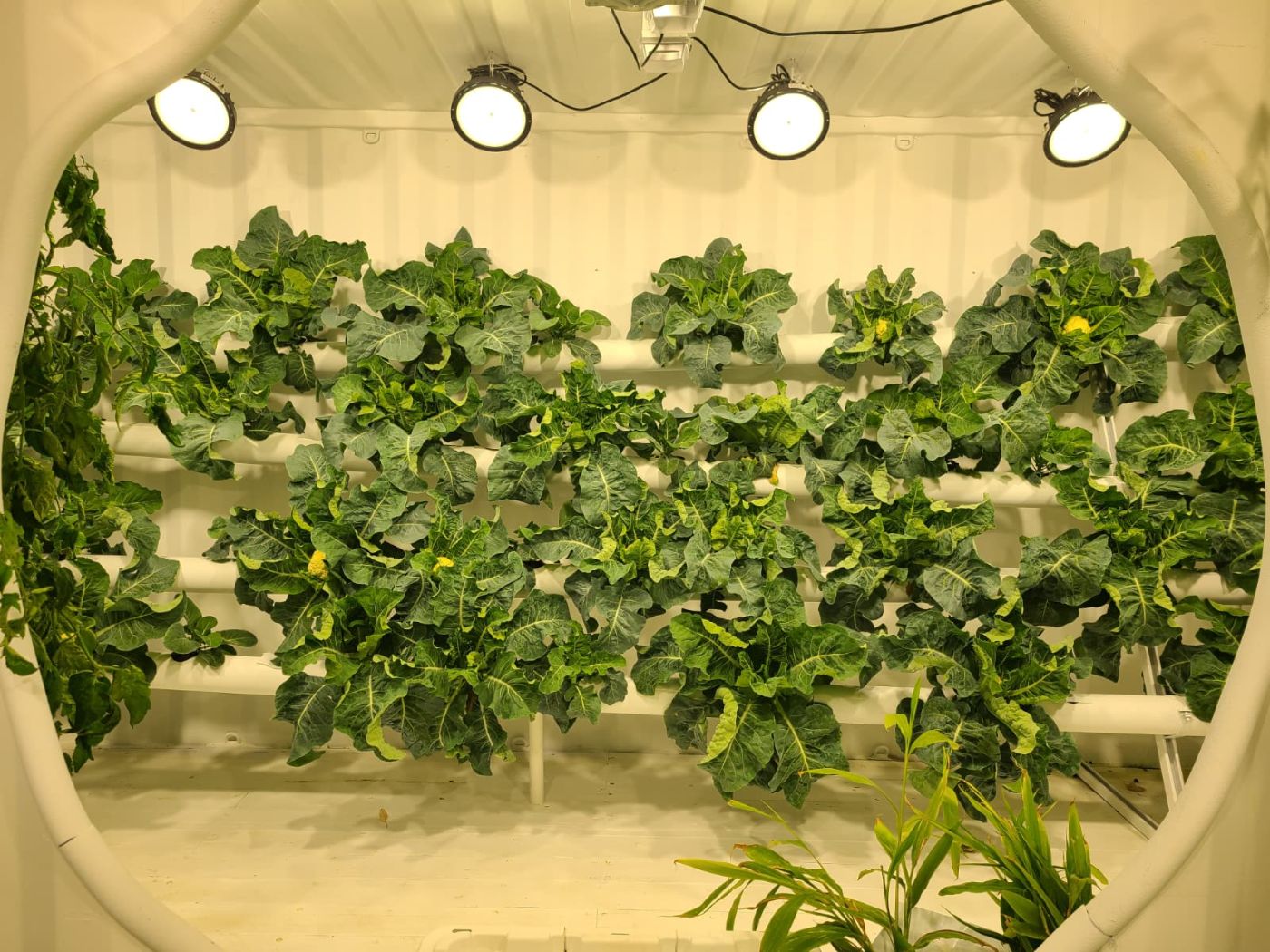 Cauliflower growing on horizontal pipes inside a shipping container farm, seen through a cut-out window