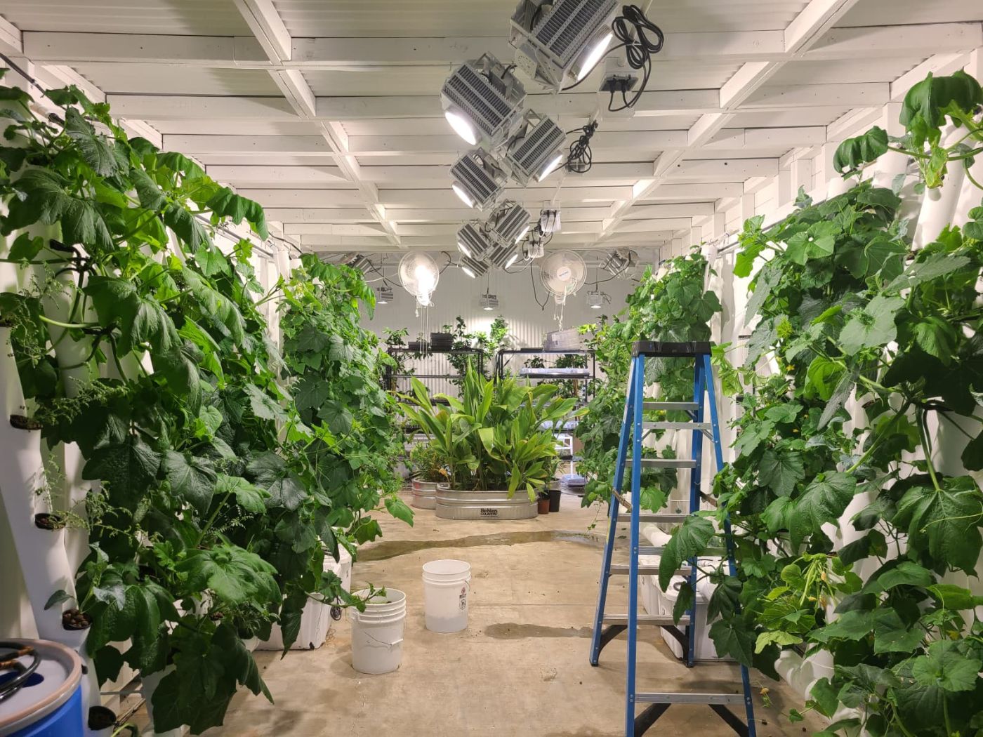 Indoor grow hall with vertical towers of cucumbers and squash under LED lights