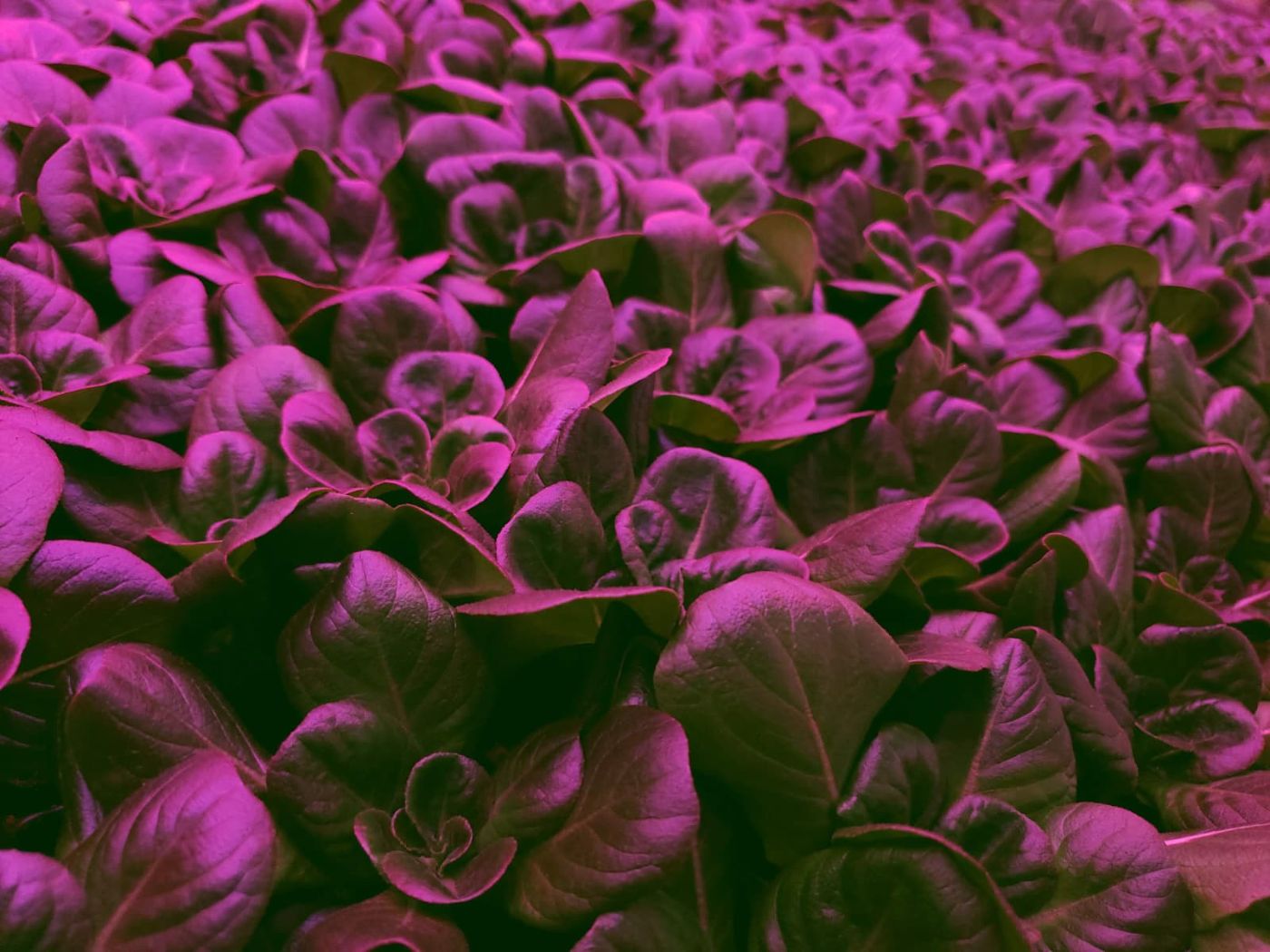 Dense bed of lettuce under purple grow lights