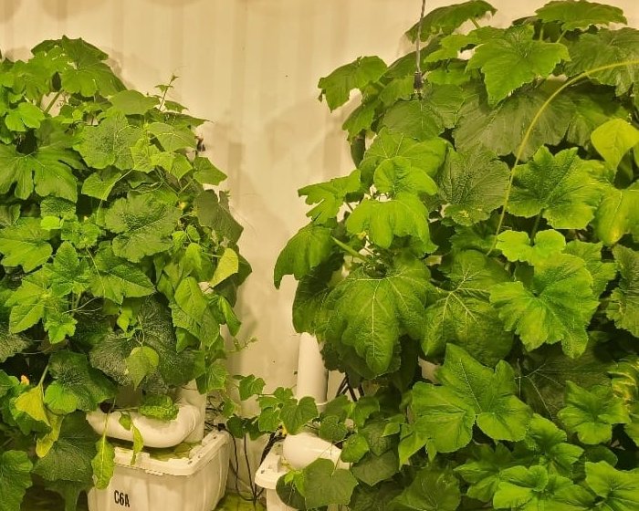 Squash plants growing from vertical towers inside a container farm